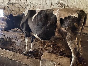 qus yarim tip: 1 cı qarına holiteyn Duye 2 aylıq bogazdı sunı mayalanma olub duyenın — 2