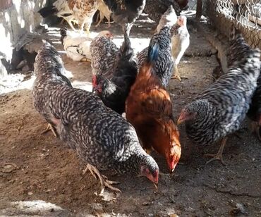 it paltarlari satisi: Salam Aleykum Allah hamının halal qazancına ruzi bərəkət əta etsin 10