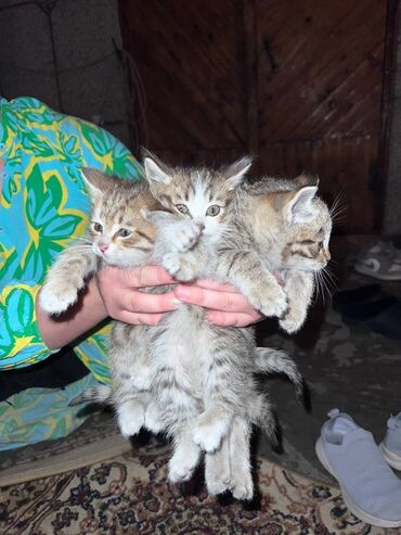 трава для животных: Мышык бекер берилет: Породасыз, 2 айлык, Ургаачы