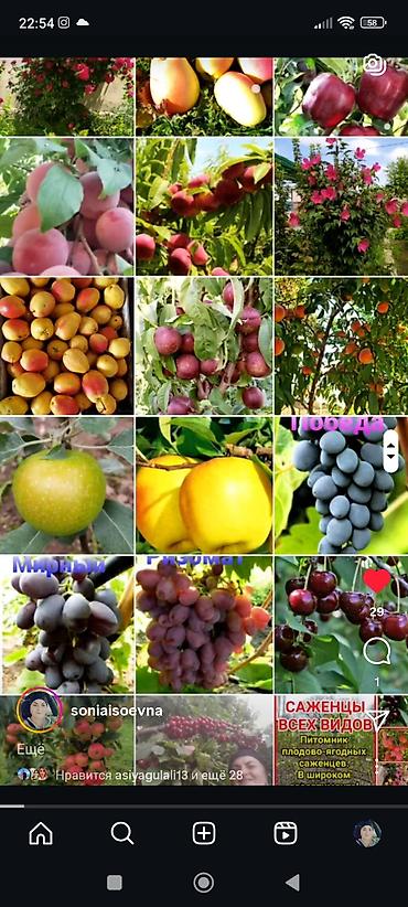 Фрукты и ягоды: Саженцы всех видов — питомник плодово-ягодных культур. Большой — 2