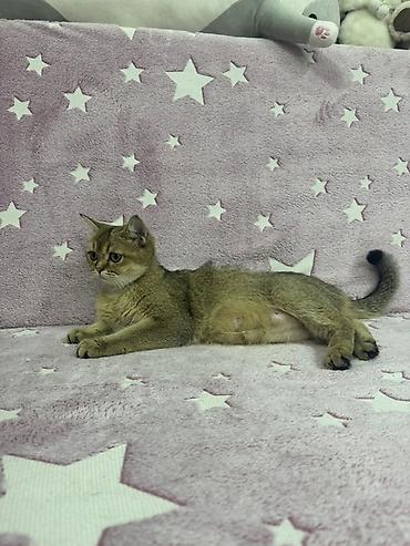 шотландский вислоухий котенок: Шотландские вислоухие котята (Scottish Fold) Два мальчика и две — 6