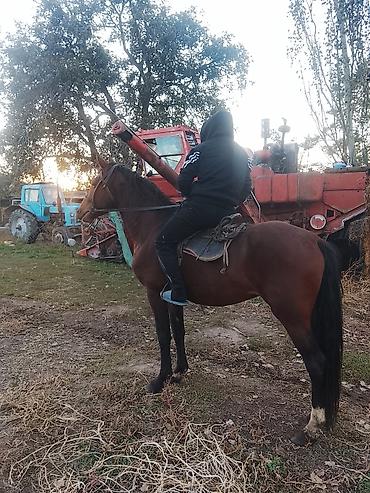 Продам с/х животных: Продаю | Жеребец | Полукровка | Рабочий — 3