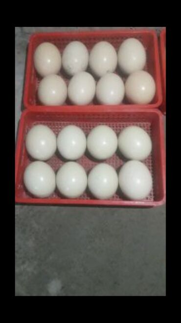 продаю страус: Продаю страусиные яйца столовые оптом 800 сом штучно 1000 сом Тоо куш