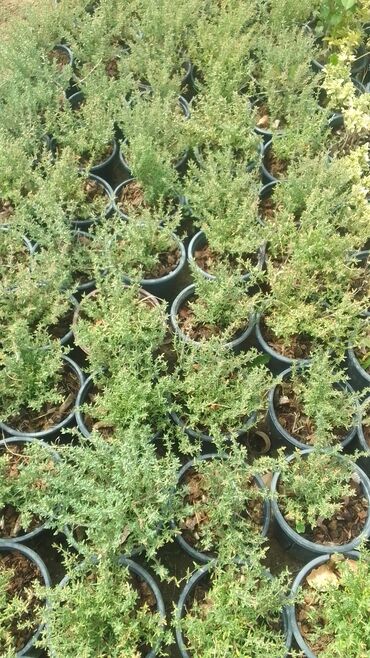 Digər bitkilər: Şimşad bitkisi bağlar, parklar və landşaft dizaynında geniş istifadə — 17