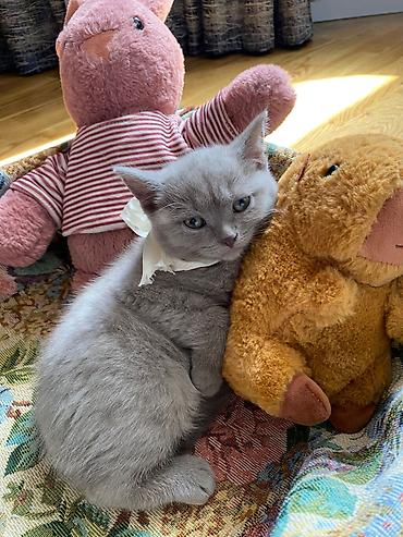 Pişiklər: Britan — 9