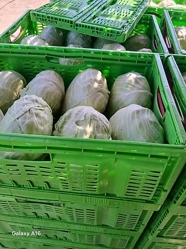 topdan baliq satisi: Ağ kələm – topdan satışı 0.60 qepiy - Növ: Ağ baş kələm (yuvarlaq və — 1