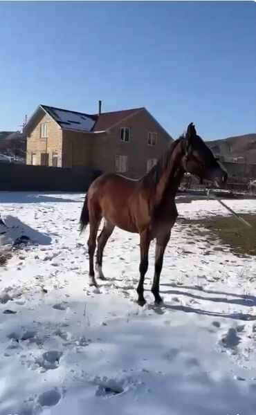 Үй жаныбарлары: Сатам | Бээ (ургаачы) | Аргын | Ат спорту