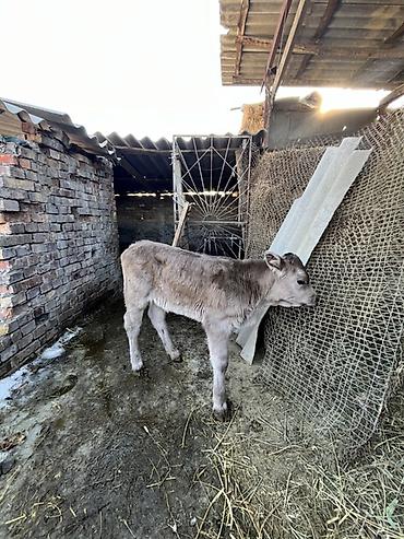 Коровы, быки: Продаю | Музоо, торпок | Полукровка | Для разведения | Искусственник — 5