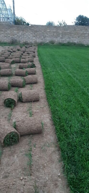 Toxumlar: Qazon sifarişi qəbul olunur yüksək keyfiyyətli danimarka toxumu ilə -da lalafo.az — 12 Toxumlar: Qazon sifarişi qəbul olunur yüksək keyfiyyətli danimarka toxumu ilə — 12