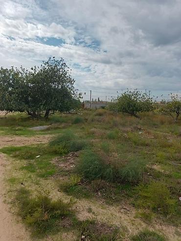 topaq: 17 sot, Tikinti, Mülkiyyətçi, Kupça (Çıxarış) — 4