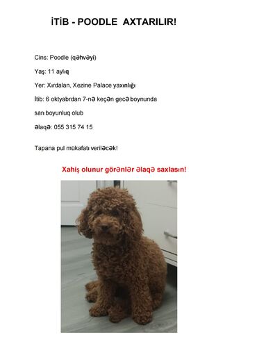 Taksi, logistika, çatdırılma: Məhsul: İt üçün axtarış elanının dizaynı (Poodle) Təsvir: - Elan