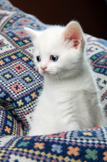 британцы котята: Британская короткошёрстная, 1 месяц, Девочка, Белый, Приучена к лотку — 2