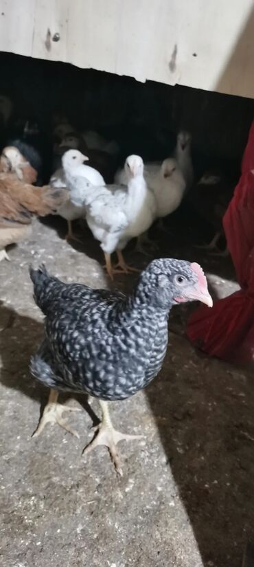 brama cucələri: Toyuq cücələri, Damazlıq, Ünvandan götürmə, Ödənişli çatdırılma