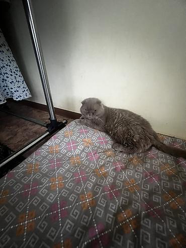 Кошки: Шотландские котята с висячими ушками (Scottish Fold). Окрас — 5