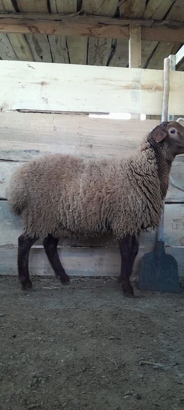 Qoyunlar, qoçlar: Togluların biri 8aylıq biri 6 aylıqdı damazlıga yararlıdır qiymetleri — 10