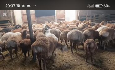 бараны дорпер: Жалпы саны 115 баш багалан козулар бир короодон сатылат бөлүп тандап lalafo.kg да бараны дорпер: Жалпы саны 115 баш багалан козулар бир короодон сатылат бөлүп тандап