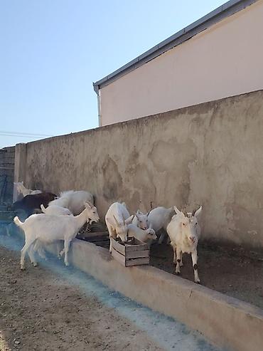 keci heyvan: Ağ rəngli keçilər və bala keçilər (oğlaqlar) - Cins: yerli süd — 3