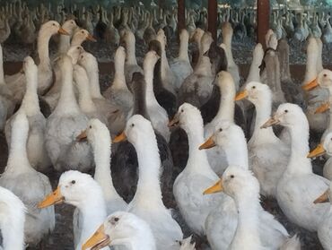 купить корм для перепелов несушек: Внимание!! Новониколаевскся Птицеферма реализует утят !!! Утята