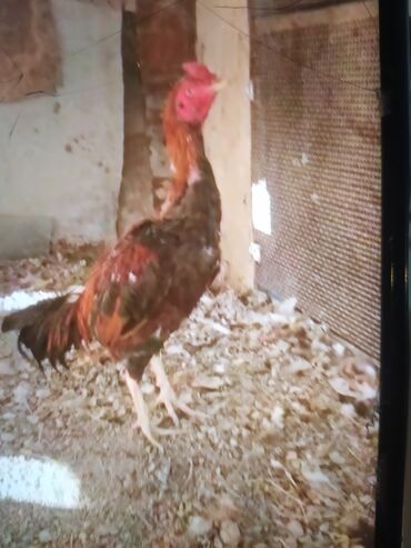 Xoruzlar: Məhsul: Uzunboyun döyüş tipi xoruz (fotoşəkillərdəki) Təsvir: - — 1