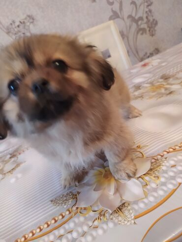 itlerin cutlesdirilmesi: Pekines, 2 ay, Dişi, Peyvəndli, Ödənişli çatdırılma