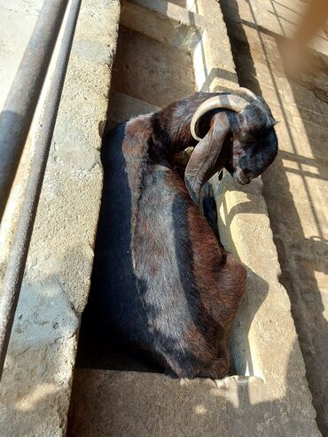 Keçi, çəpiş: 3üdə bir yerdə satılır, 1 erkəy 2 dişi marağlanan yaza bilər — 8