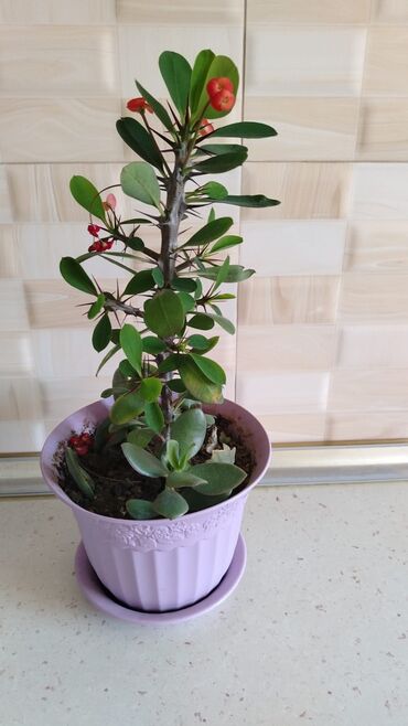 Otaq bitkiləri: Qazonlarınızı və bağlarınızı bəzəmək üçün uygundur. Gözəl görünüşü ilə -da lalafo.az — 5 Otaq bitkiləri: Qazonlarınızı və bağlarınızı bəzəmək üçün uygundur. Gözəl görünüşü ilə — 5