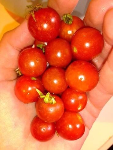 Semena i sadnice: Seme paradajza! Crveni jabučar Žuti jabučar Narandžasti jabučar — 15