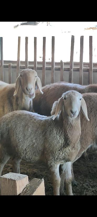 Баран, овца: Продаю | Овца (самка) | Арашан | Для разведения | Ярка — 8