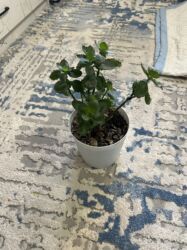 даром дом: Продаю цветки, большие за 600 сом и маленькие за 400 сом. Номер