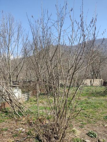 Torpaq sahələrinin satışı: 10 sot, Tikinti, Barter mümkündür, Kupça (Çıxarış) -da lalafo.az — 14 Torpaq sahələrinin satışı: 10 sot, Tikinti, Barter mümkündür, Kupça (Çıxarış) — 14