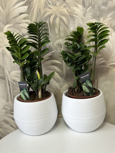 Горшки для растений: 💐Живые комнатные растения, придающие вашему дому особую уютную at lalafo.kg — 2 Горшки для растений: 💐Живые комнатные растения, придающие вашему дому особую уютную — 2