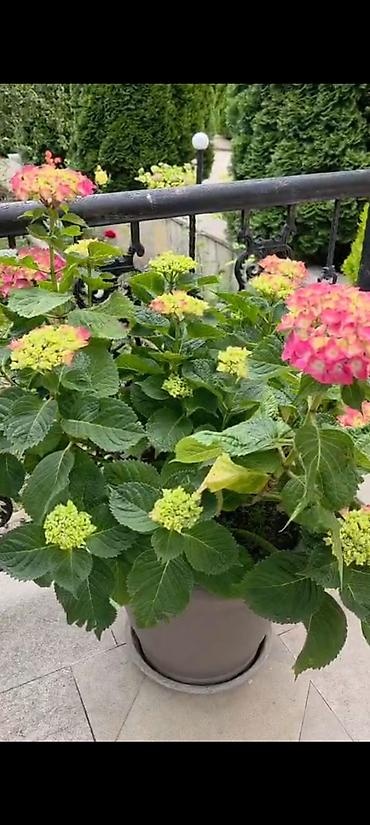 ucuz gul: 7 gözəllər satılır (Gartenziya) Hollandiya sortunandır 5 iliy bitkilər — 2