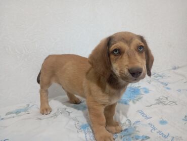 отдам охотничью собаку в хорошие руки: Такса, 2 месяца, Самец