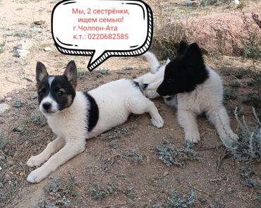 где можно купить телят симментальской породы: Ит бекер берилет: Жөнөкөй ит, 2 айлык, Ургаачы