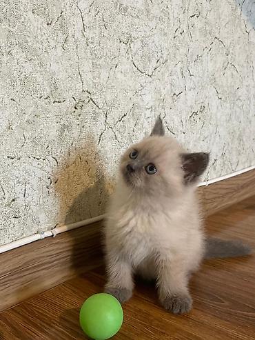 Pişiklər: Britan — 2