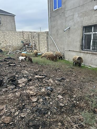 Qoyunlar, qoçlar: Qoyun sürüsü – ana qoyunlar və quzular 8 baş balalı yaşlı heyvan — 2