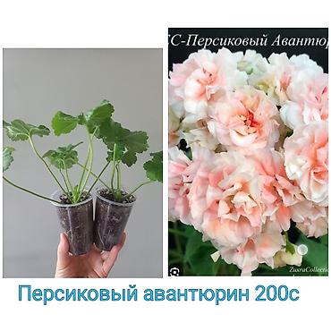 Другие садовые цветы и кустарники: Абутилон (комнатный клён) — саженцы в стаканчиках. Сорт с крупными — 6