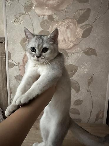 британский короткошерстный кот: Британский шиншилла (серебристая затушеванная) — котёнок с — 1