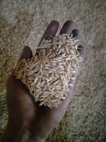 железобетонное кольцо цена бишкек: Продаю семена ячменя ( местный) с. Сокулук
30 сом за кг