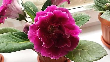 молочай цветок: Глоксиния комнатная в горшке (Gloxinia, Sinningia speciosa) - Крупные — 2