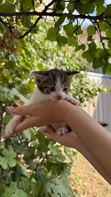 Үй жаныбарлары: Котята, короткошёрстные, домашние. Описание: - Возраст на фото — — 1