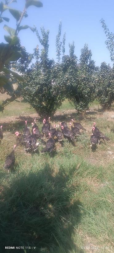 somon balığı azerice: Məhsul: Hinduşka sürüsü Təsvir: - Təbii şəraitdə otlaqda bəslənən — 6
