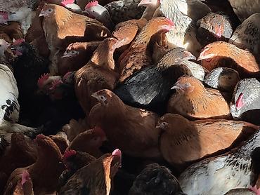 Cücələr: ŞƏKİ DAXİLİNDƏ çatdırılma mümkündür Yetişmiş heyvanlardır. Çəkisi — 15