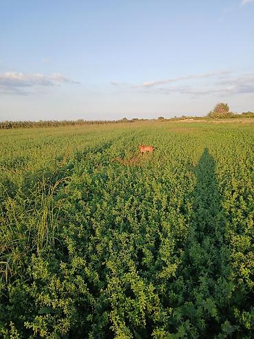İtlər: 2 il, Dişi, Peyvəndli, Ödənişli çatdırılma — 12