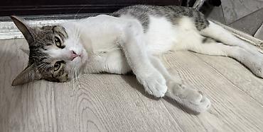 трехцветный кот мальчик: Беспородная, 1 год, Мальчик — 4