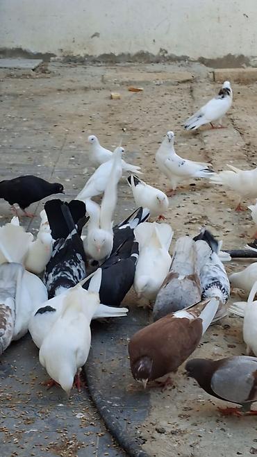 Quşlar: Məhsul: Fərqli rəng və naxışlarda ev göyərçinləri (kolleksiya və uçuş — 1