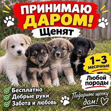 сельскохозяйственные животные продажа: Принимаю даром щенков 1-3 месяцев добрые руки — 1