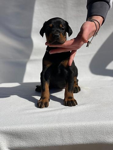 Psi: Štenci dobermana oštenjeni 13.02.2026. Očišćeni od parazita — 11