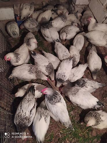 Toyuqlar: Serebrist fereler 6.50 xoruzlar 7 manatdan ünvan Hökməli 40 denedi tam — 1