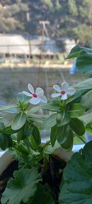 ucuz gul: Otaq gülləri – kolleksiya sortları - Impatiens (balsamin) – — 8